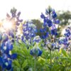 bluebonnets the official state flower of texas