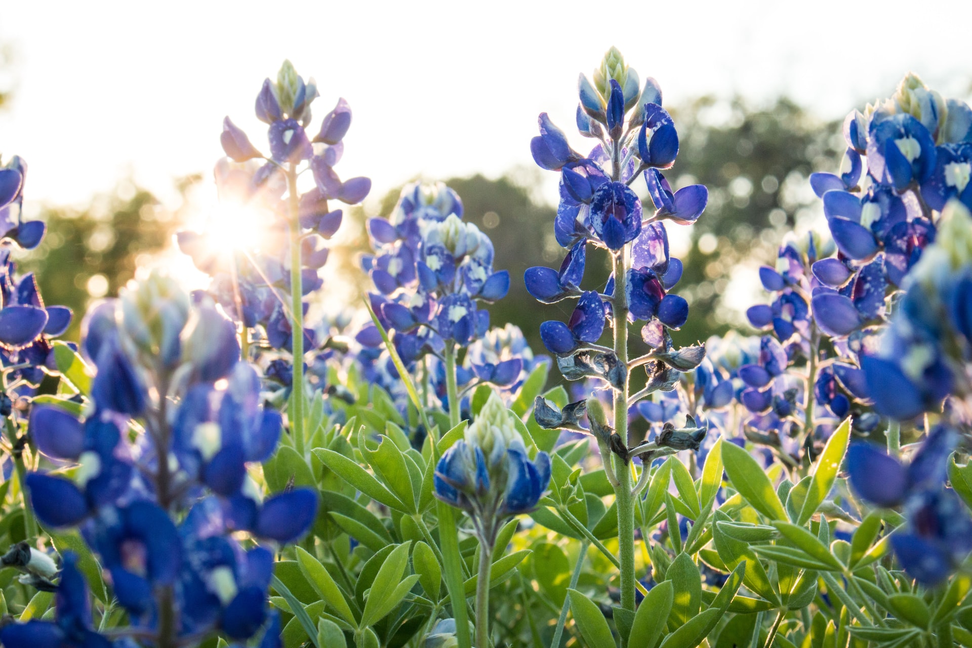 bluebonnets the official state flower of texas