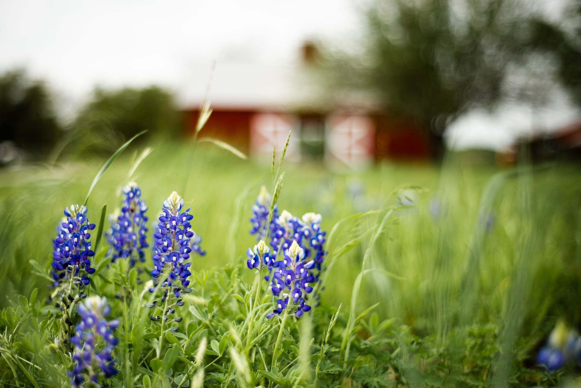When and Where to Find Bluebonnets in Texas