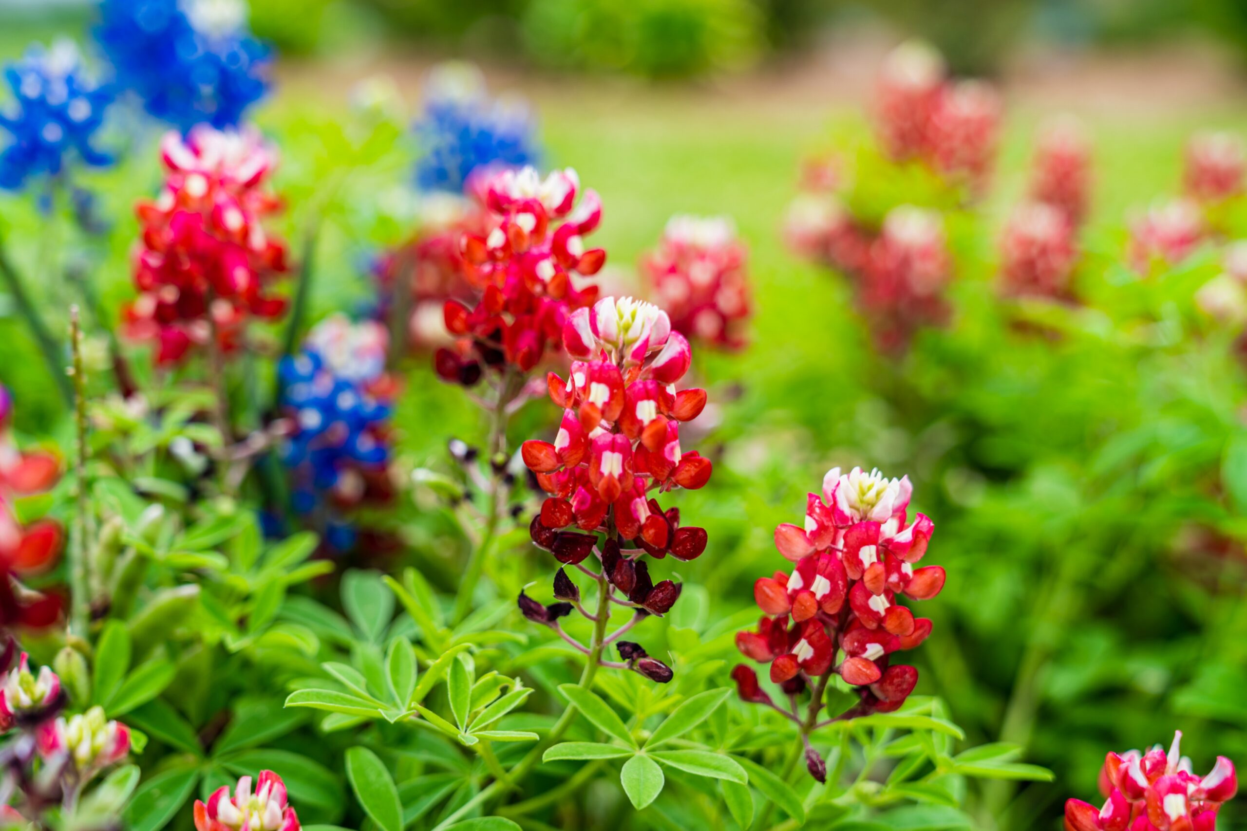 @mycurlyadventures Bluebonnets in Tyler TX