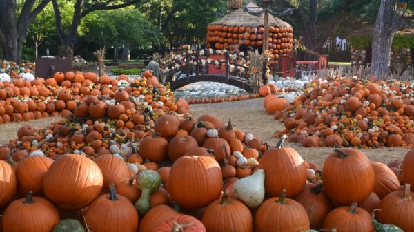 National Pumpkin day in Dallas autumn attractions and events this October