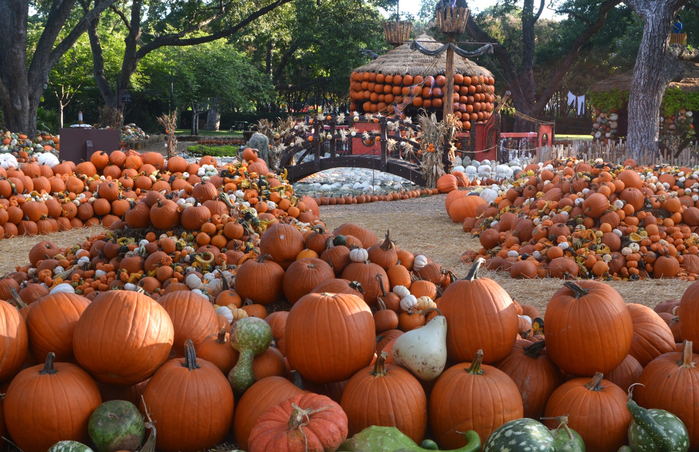 National Pumpkin day in Dallas autumn attractions and events this October
