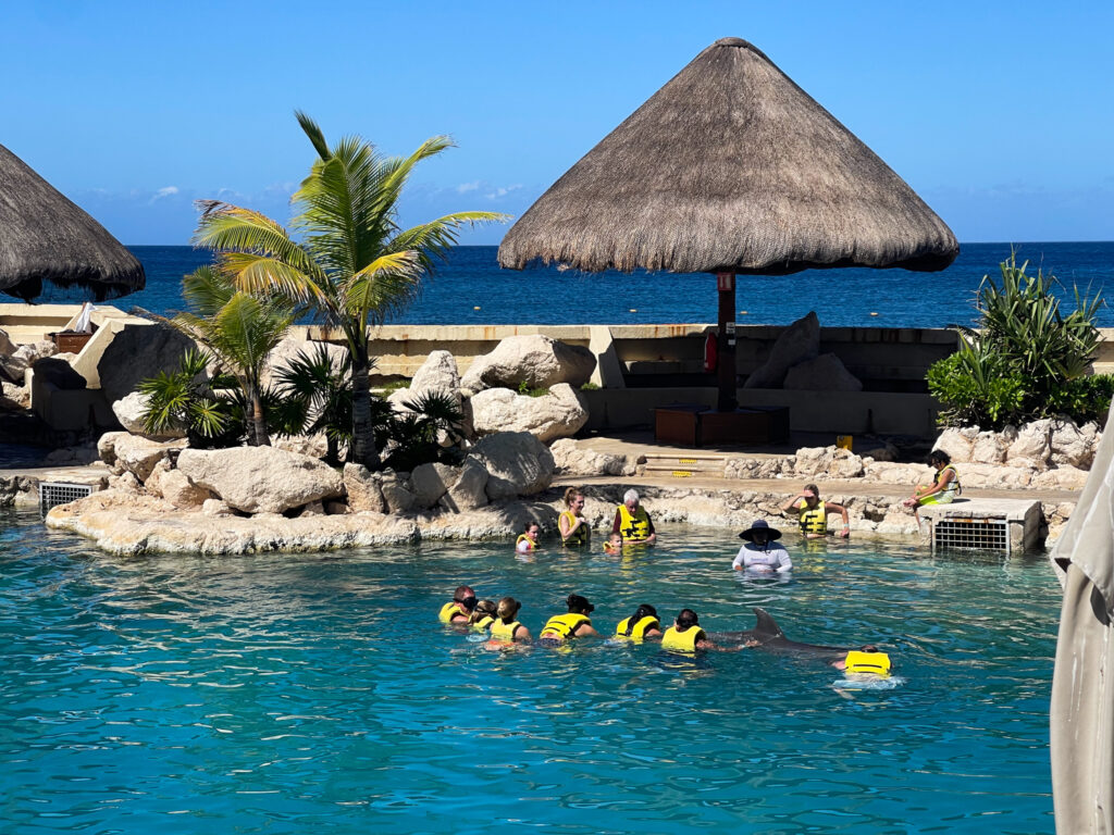 Cozumel Dolphin Tour