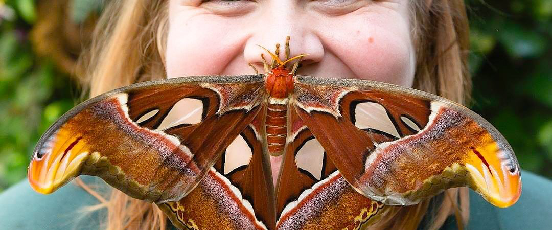 Lauren Davidson - Manager of the  Cockrell Butterfly Center