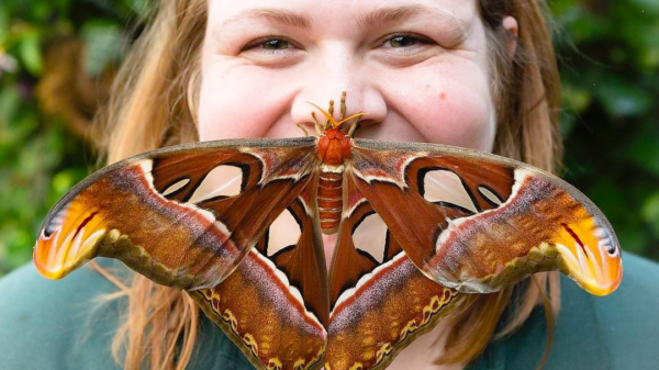 Lauren Davidson - Manager of the  Cockrell Butterfly Center