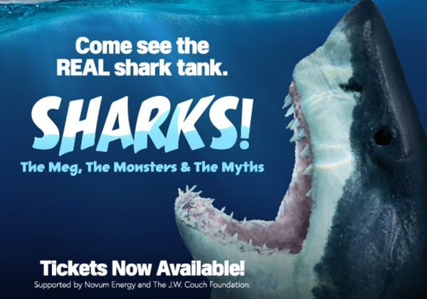 Sharks The Meg, The Monsters & The Myths