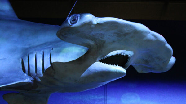 Sharks! The Meg, The Monsters & The Myths Exhibition Now Open At The Houston Museum Of Natural Science