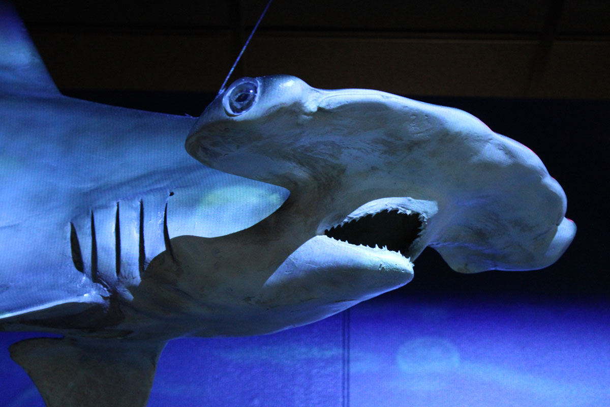 Sharks! The Meg, The Monsters & The Myths Exhibition Now Open At The Houston Museum Of Natural Science