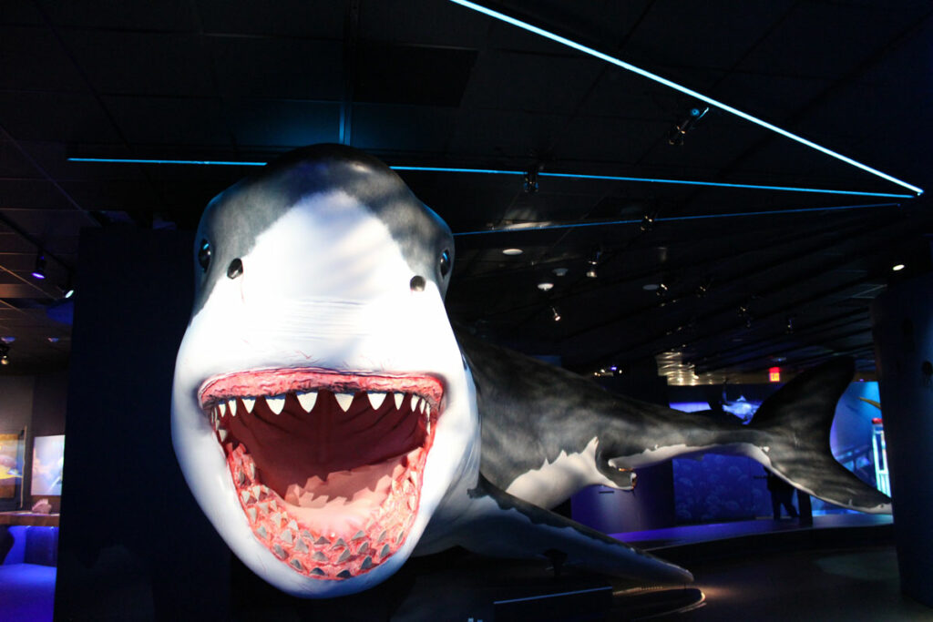 Shark Exhibit Houston Sharks! The Meg, The Monsters & The Myths at