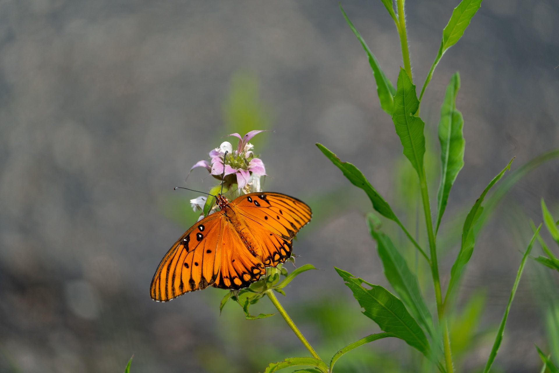 memorial park houston wildlife butterfly