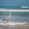 best texas beaches - south padre island