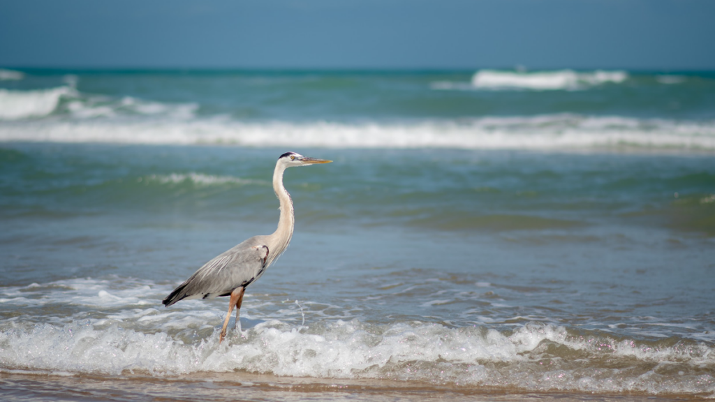 best texas beaches - south padre island