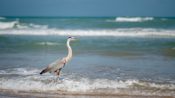 best texas beaches - south padre island