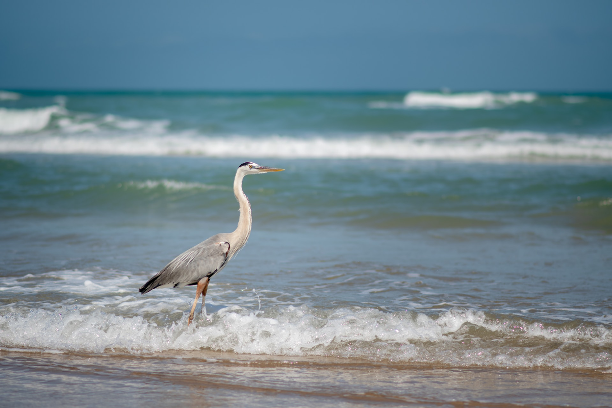 best texas beaches - south padre island