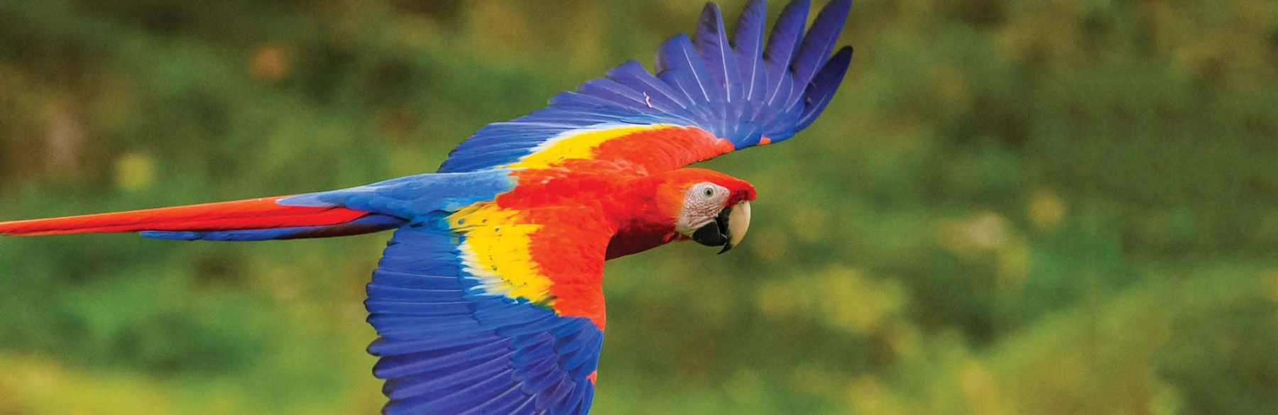 Macaw at El Paso Zoo 