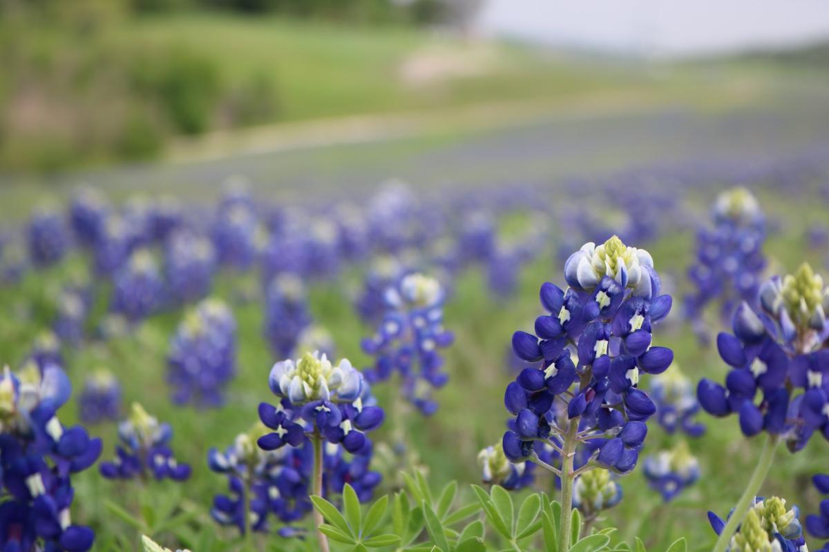 Bluebonnets in Dallas Texas