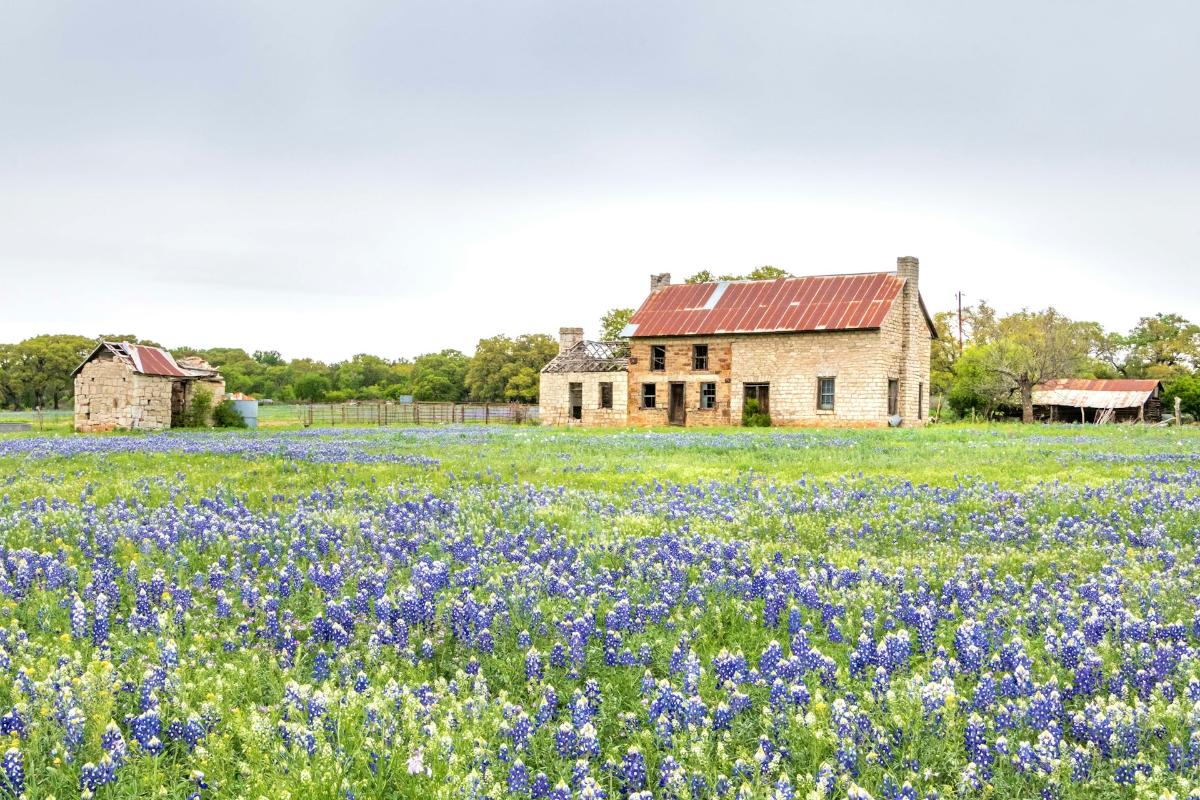 Texas Bluebonnet Field in Burnet Texas