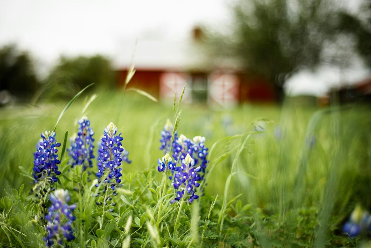 bluebonnets in waco tx