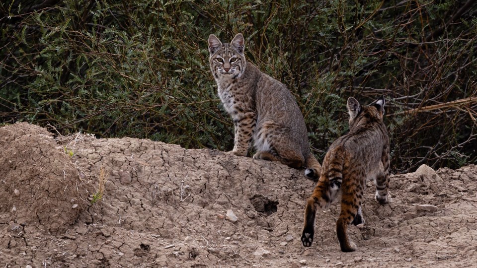 A pair of bobcats spotted in the wild of Big Bend National Park. | Source: nps.gov