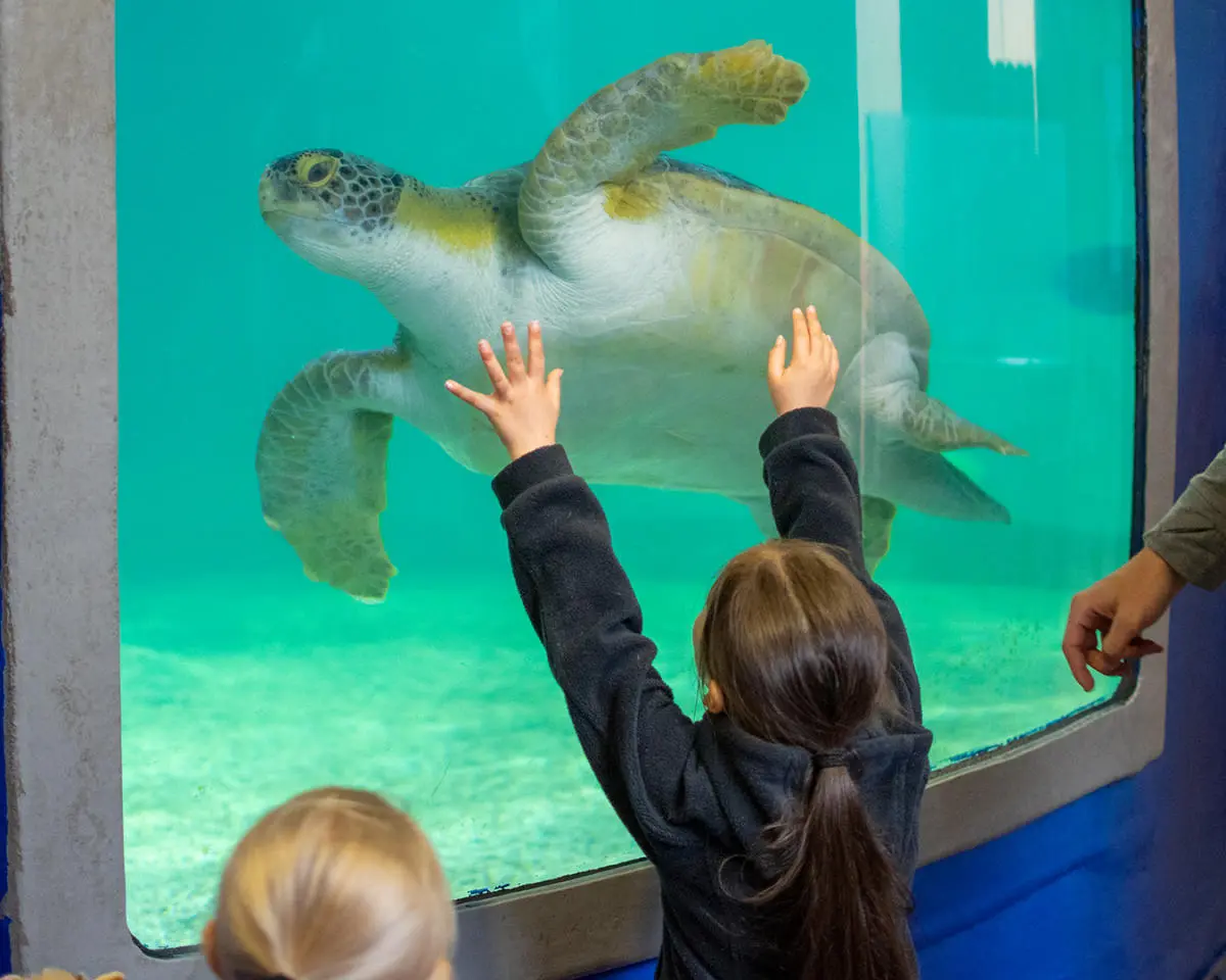 Sea Turtle Inc. At South Padre Island