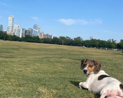 A small dog lounging on a grassy field at a park with the Austin skyline in the background under a clear blue sky.