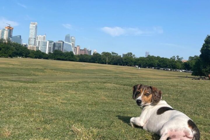 A small dog lounging on a grassy field at a park with the Austin skyline in the background under a clear blue sky.