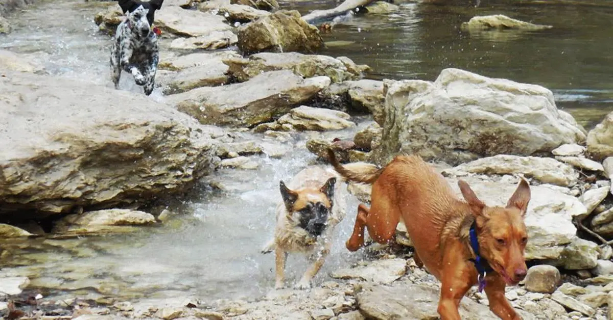 Three dogs joyfully playing and running through the rocky creek waters at Walnut Creek Metropolitan Park in Austin, Texas.