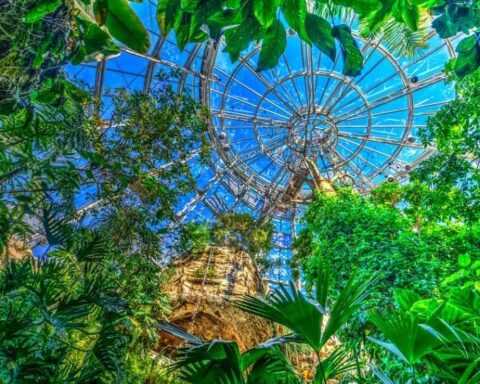 Interior of the Cockrell Butterfly Center’s glass dome surrounded by lush green plants