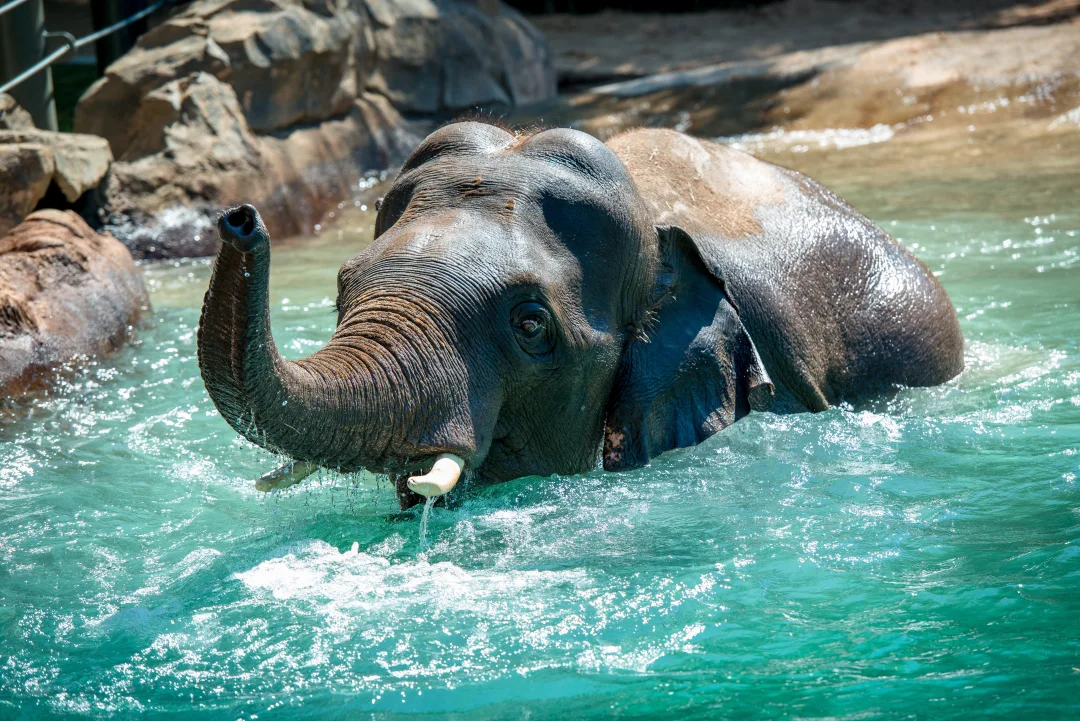 Elephant swimming and splashing in the water at the Houston Zoo on a sunny day