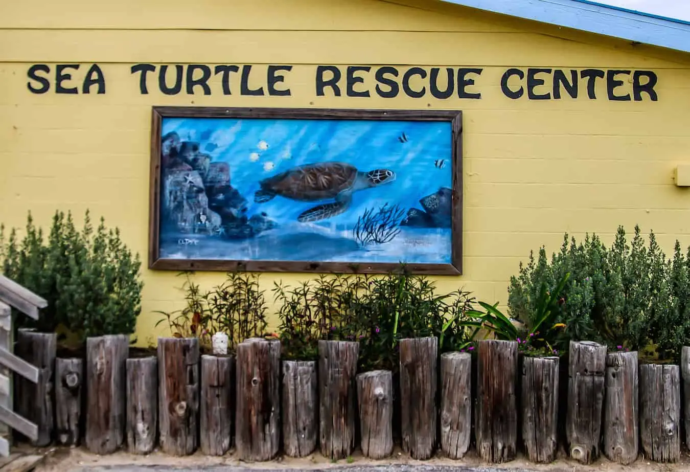 Exterior of Sea Turtle Rescue Center on South Padre Island with a mural of a sea turtle.