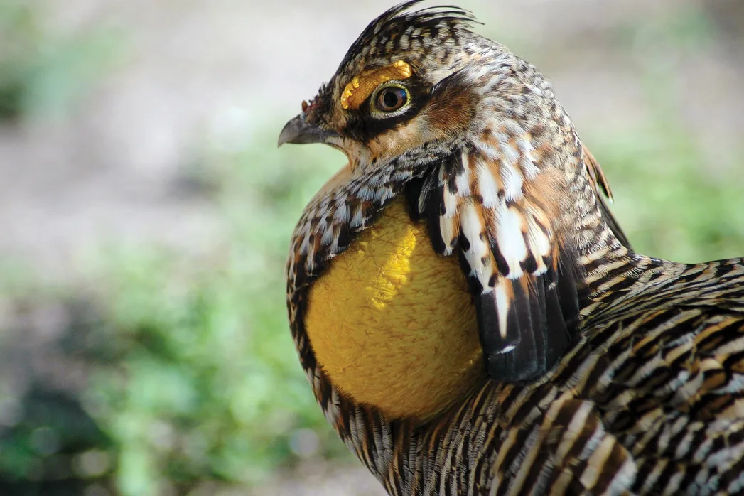 Attwater’s Prairie-Chicken with patterned brown feathers and inflated orange throat sac.