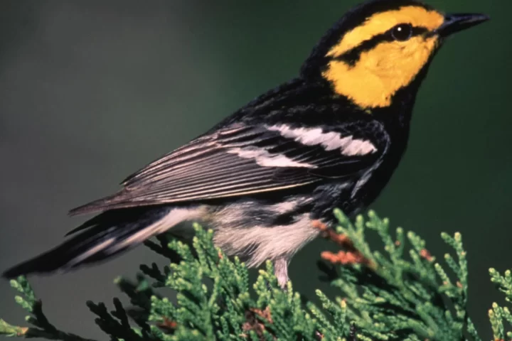 Black-capped Vireo with black head, white eye ring, and olive-green back standing on a branch.