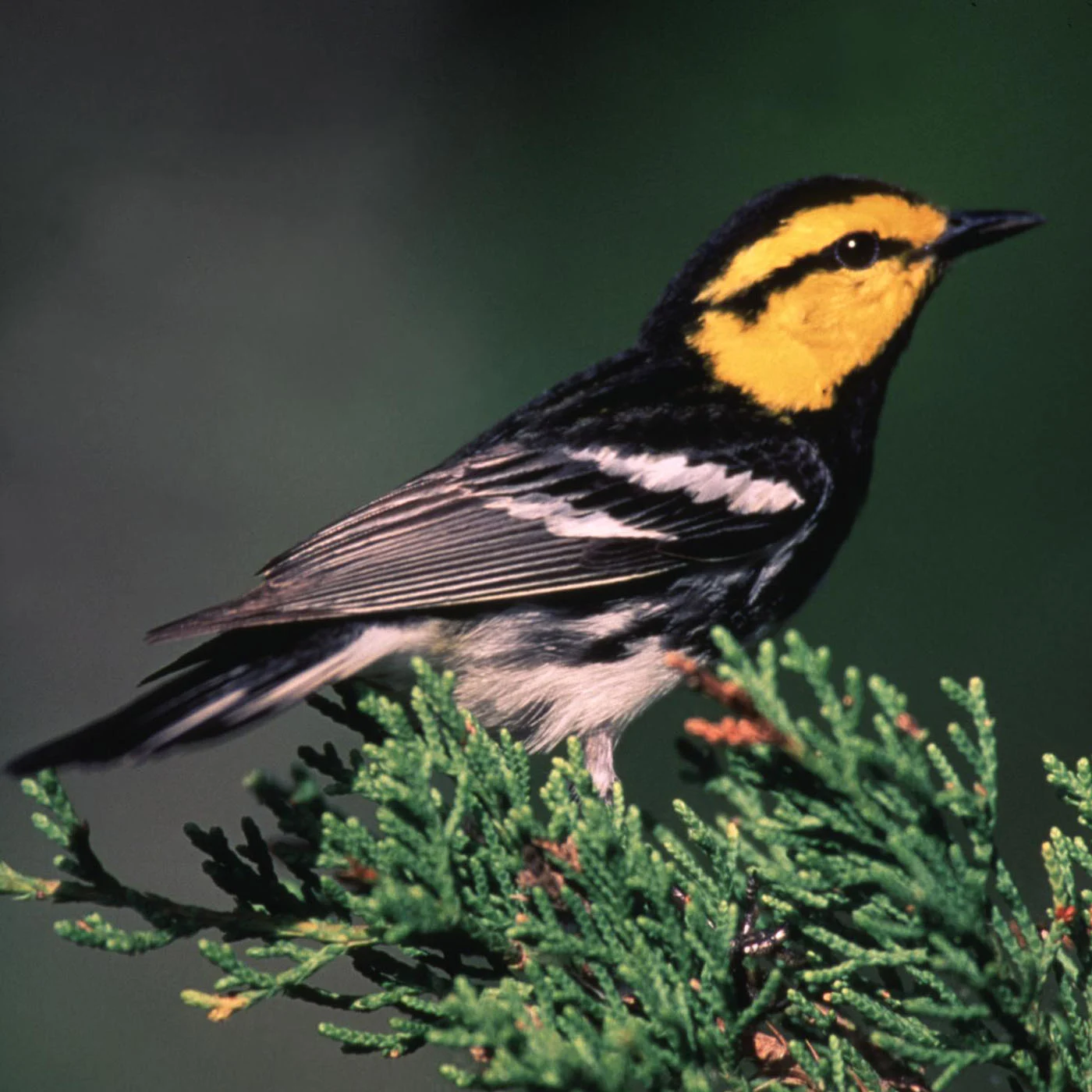 Black-capped Vireo with black head, white eye ring, and olive-green back standing on a branch.