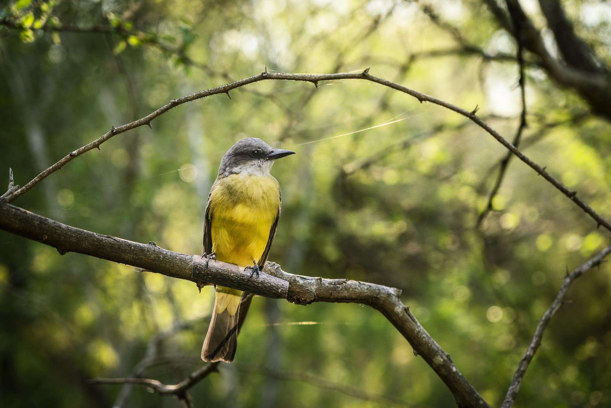 Couch’s Kingbird with gray head and bright yellow belly perched on a branch.
