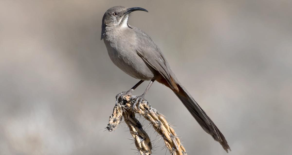 Crissal Thrasher with long curved bill and brownish-gray feathers standing on a cactus branch.