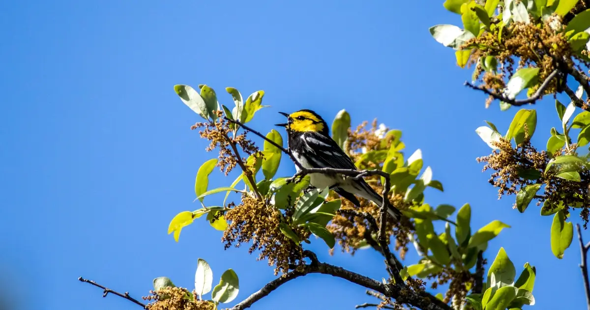 Golden-cheeked Warbler with bright yellow face and black-and-white plumage perched on a tree branch.