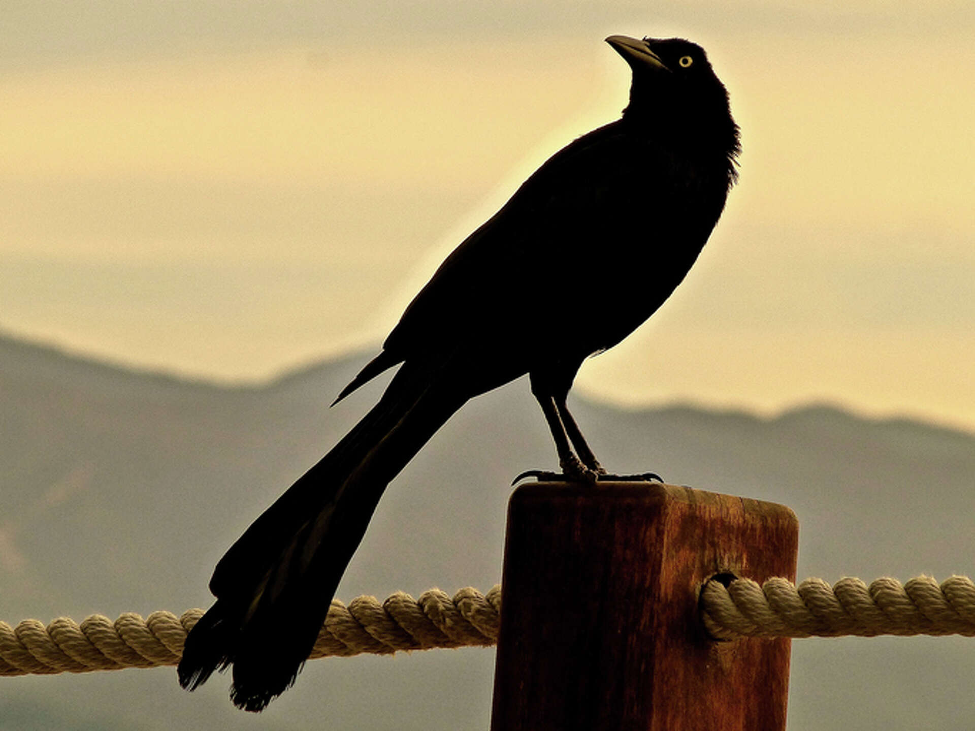 Great-tailed Grackle with glossy black plumage and long tail perched on a wooden post.