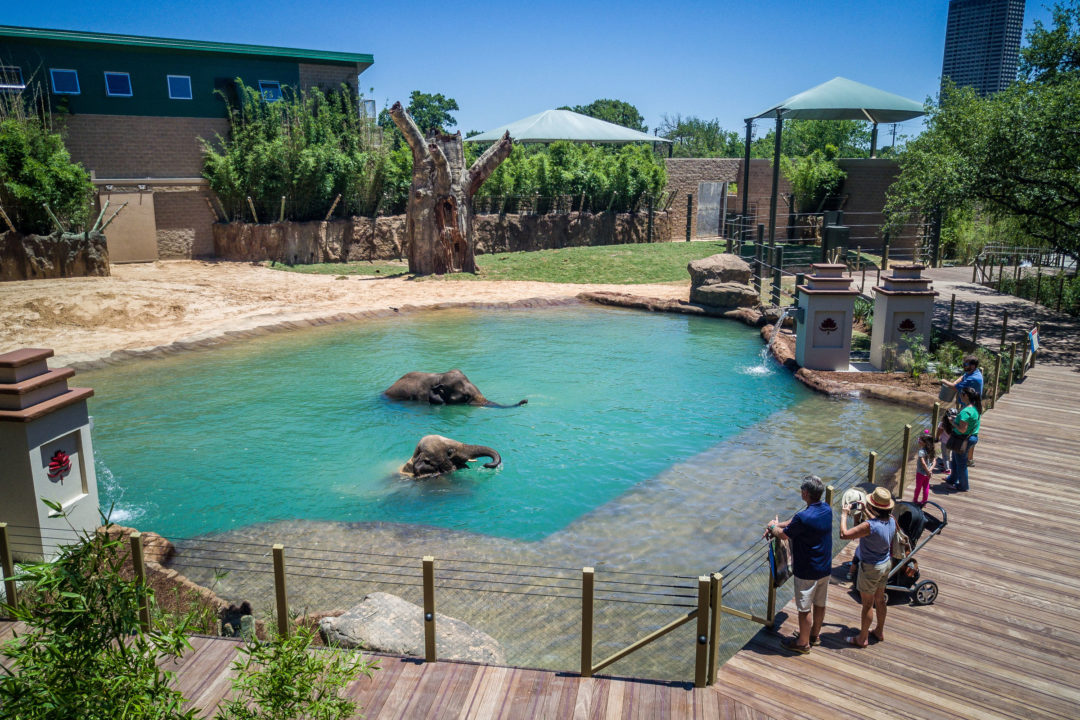 Two elephants swimming in the water while families watch at the Houston Zoo in Houston, Texas.