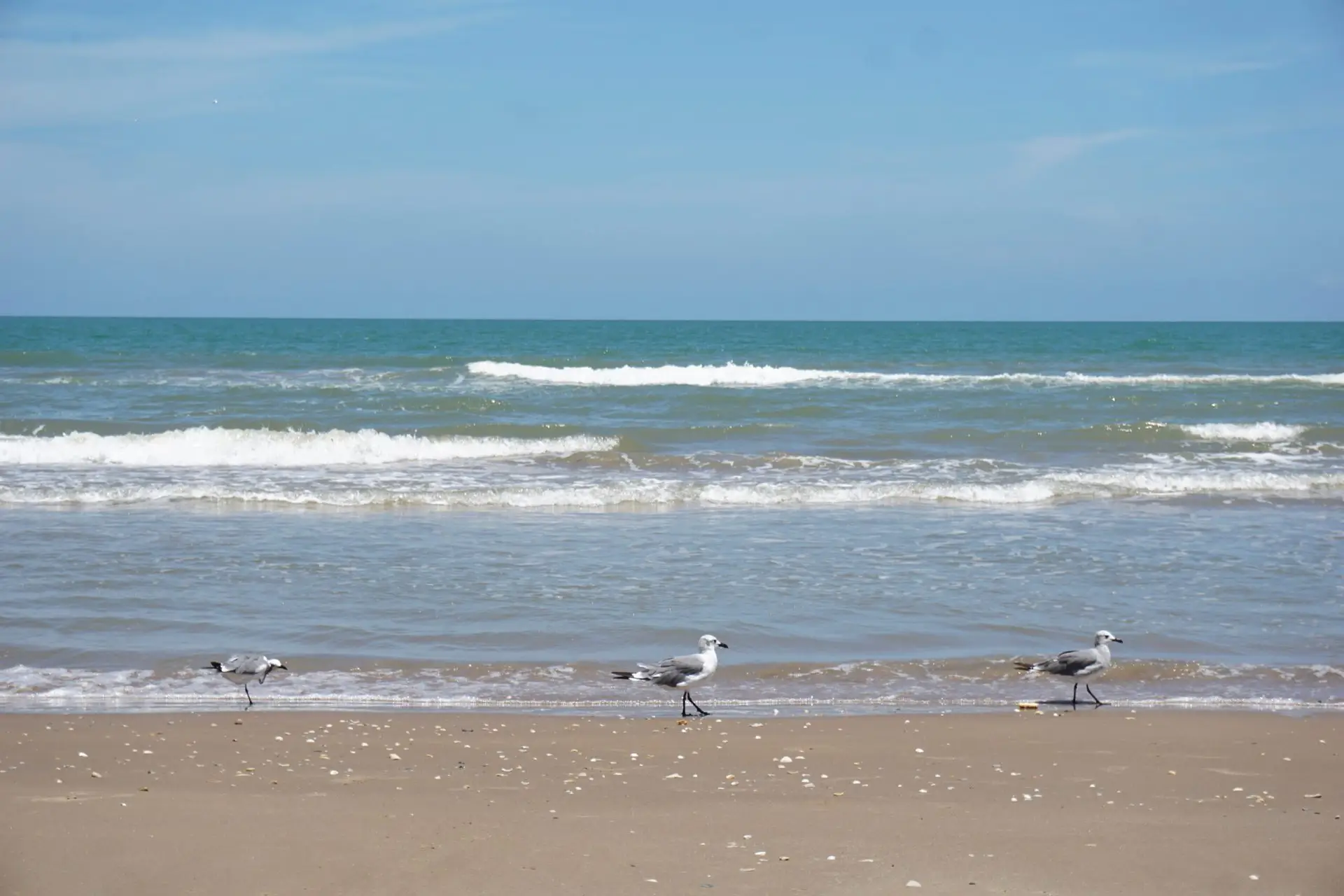 boca chica beach in brownsville texas