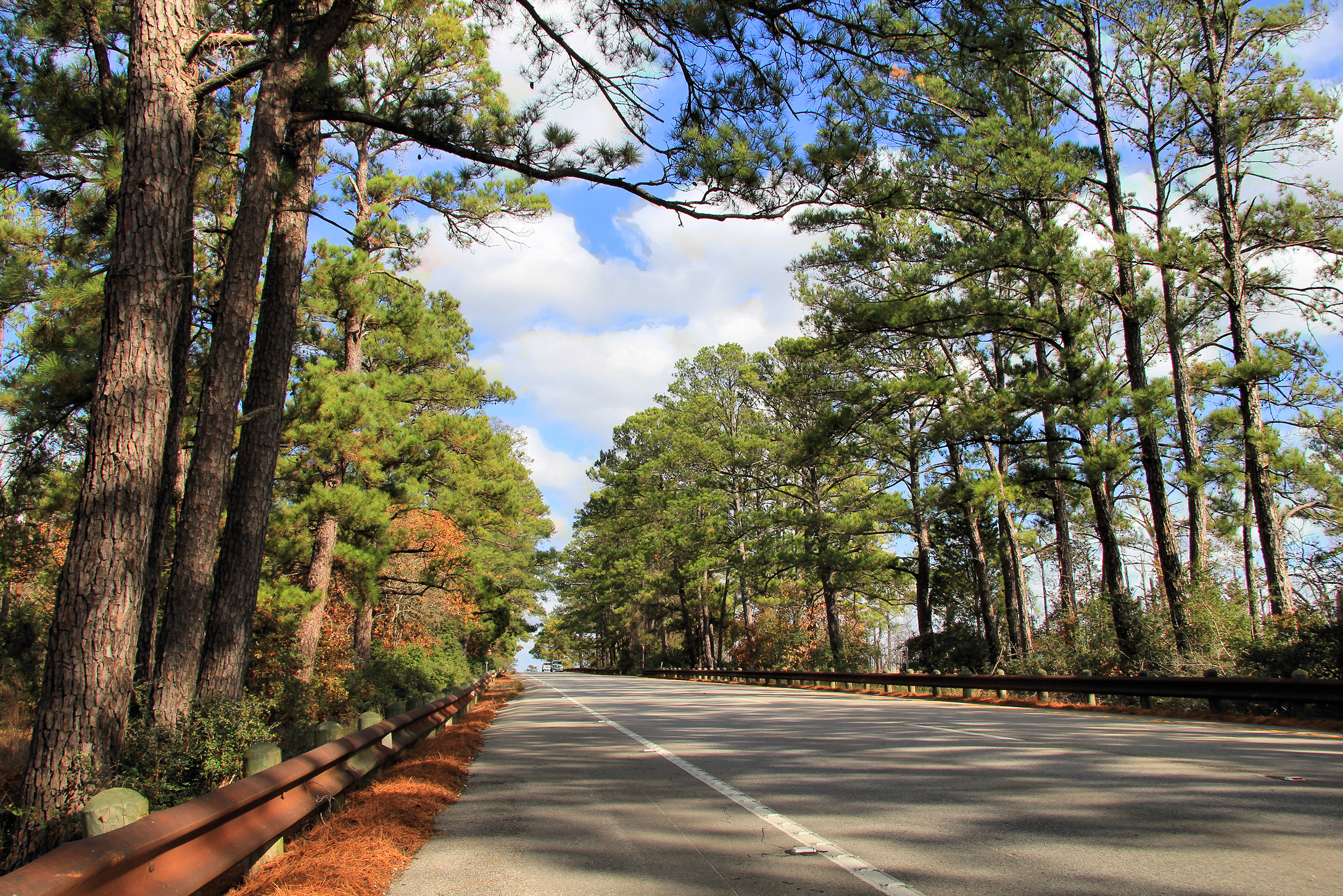 New Year’s Day road trip in East Texas featuring a scenic drive through pine forests