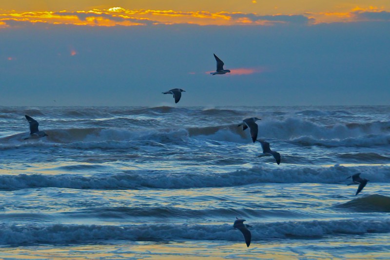 Seagulls flying above rolling ocean waves at sunrise along the Subtropical Texas coastline.