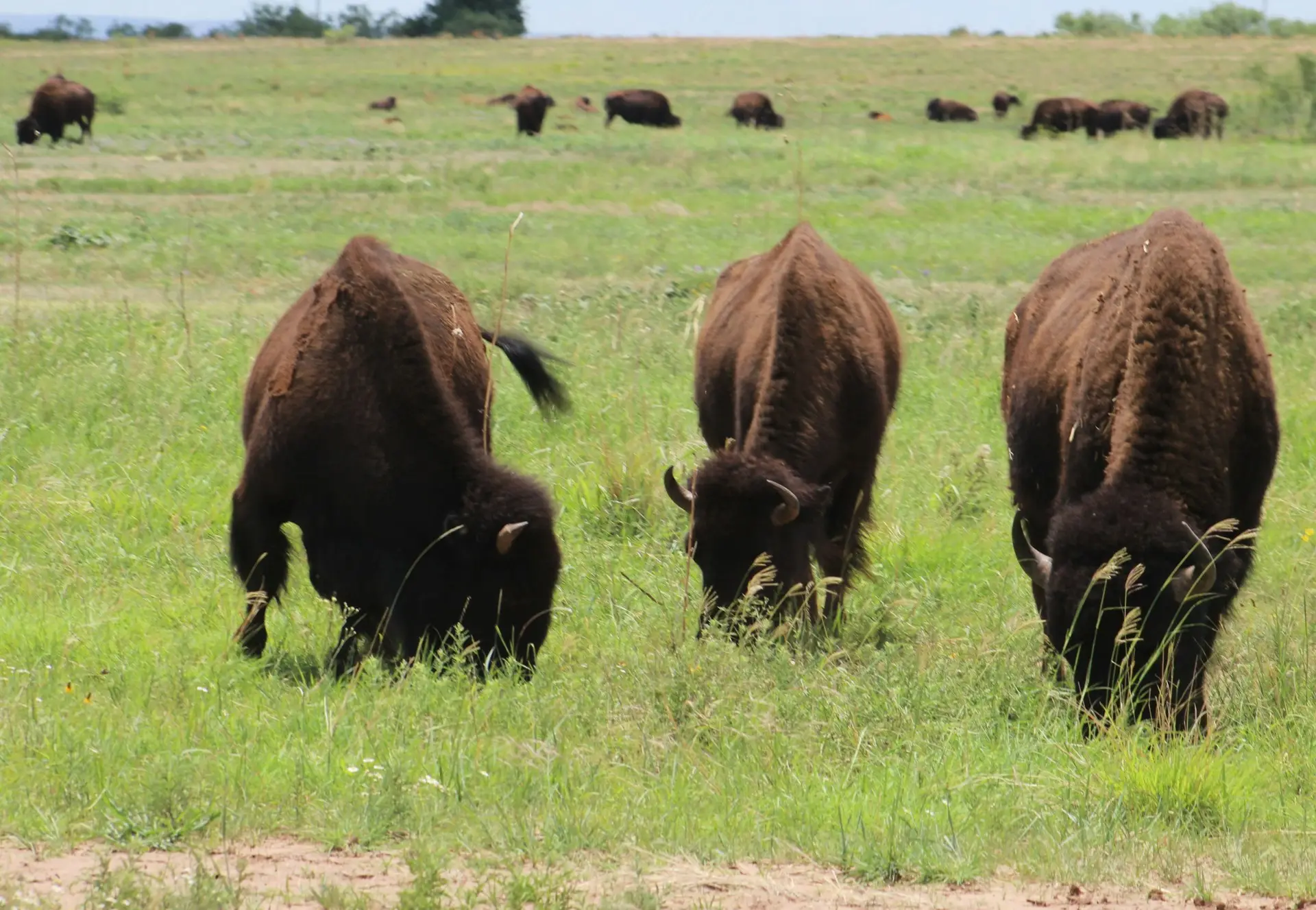 Caprock Canyons Texas State Park