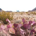 big bend national park in texas