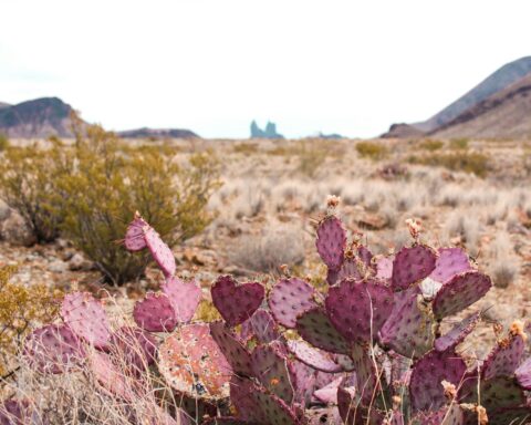 big bend national park in texas