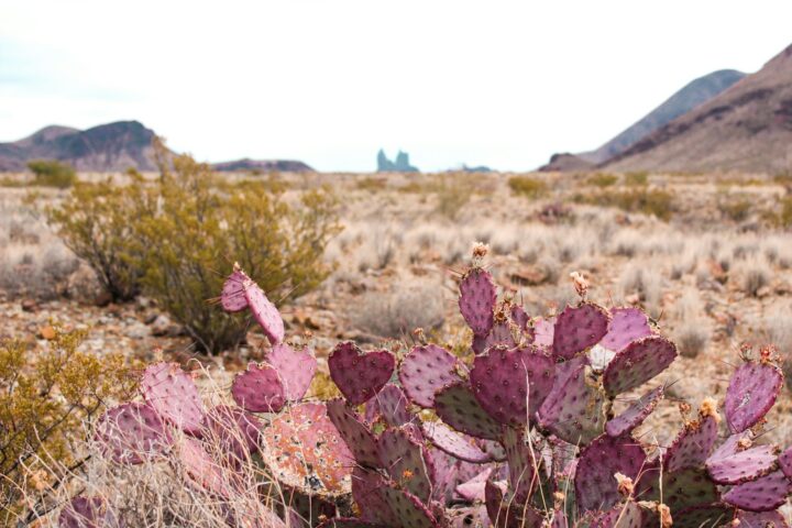 big bend national park in texas