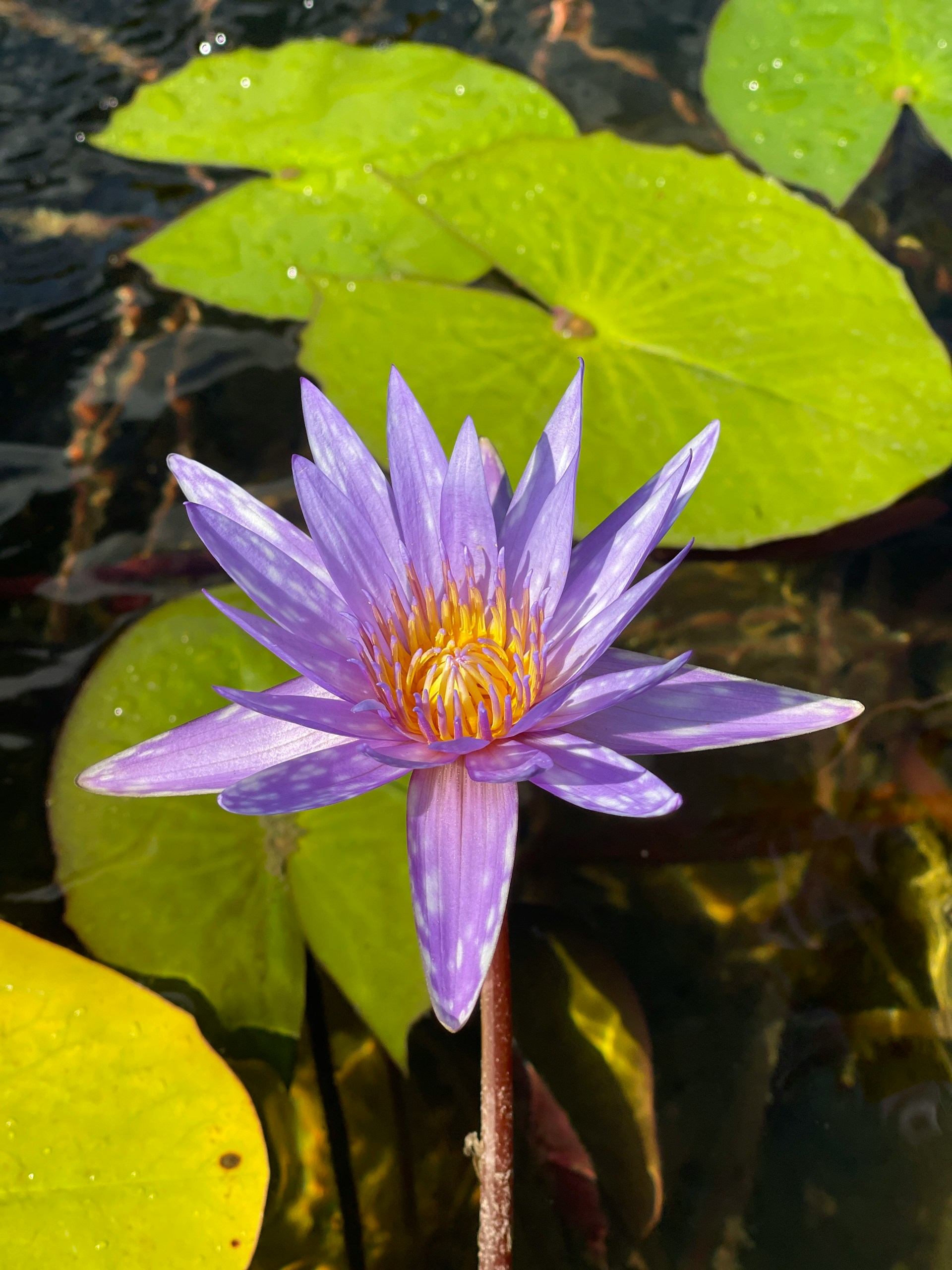 zilker botanical garden in austin texas
