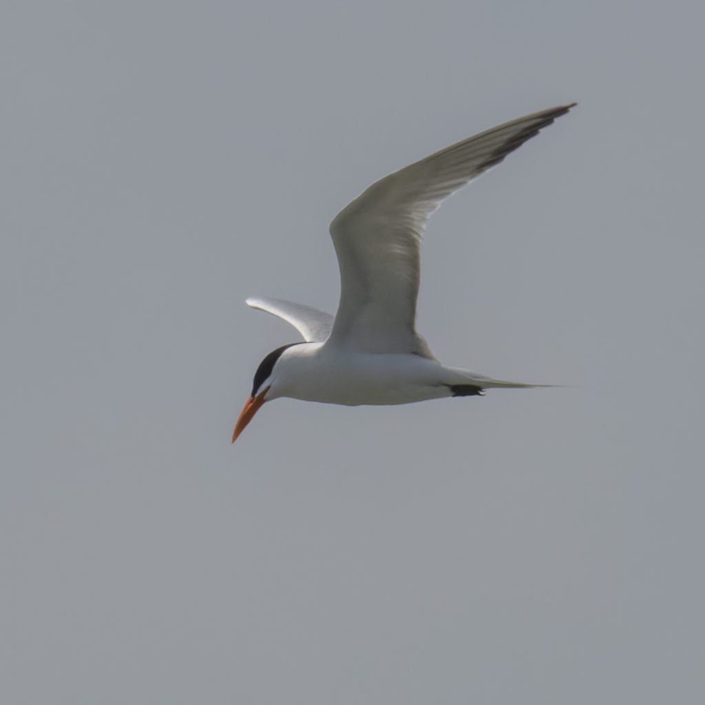 A royal tern on South Padre Island, a favorite stop for birders