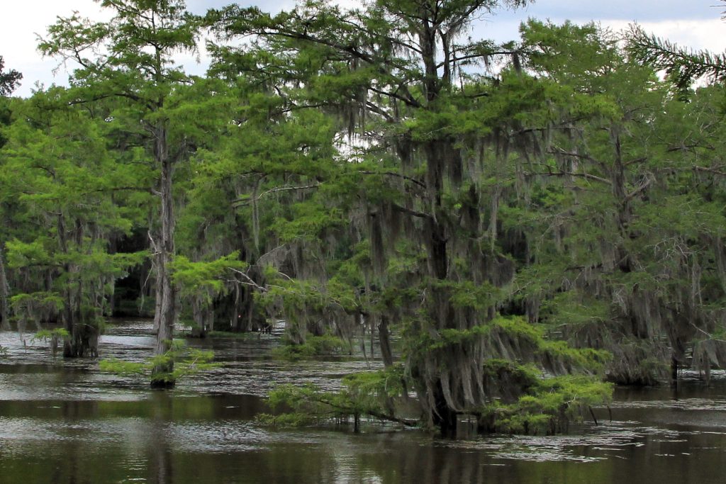 Bald cypress trees draped in Spanish moss rise from the water at Caddo Lake in Harrison County, Texas
