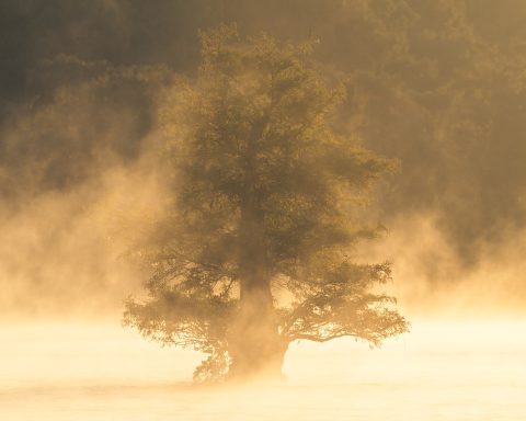 Sunrise over the water at Caddo Lake on the Texas and Louisiana border