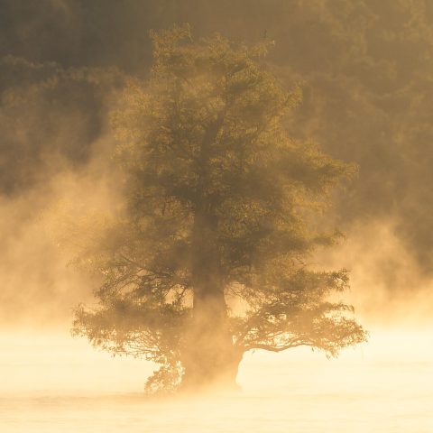 Sunrise over the water at Caddo Lake on the Texas and Louisiana border